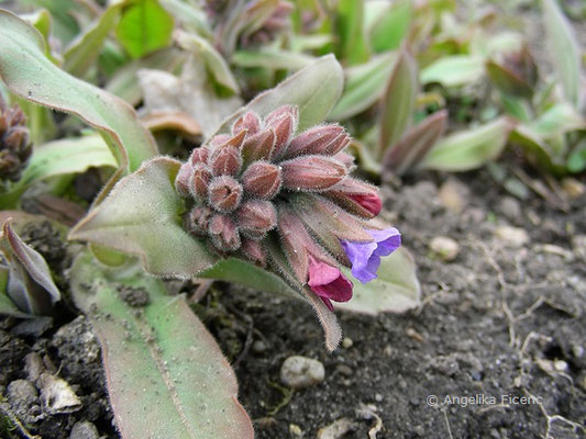 Pulmonaria mollis - Weiches Lungenkraut