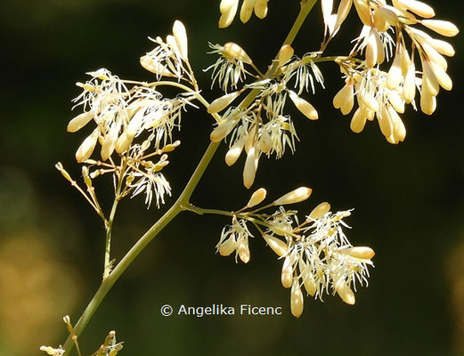 Macleaya cordata var. cordata © Mag. Angelika Ficenc