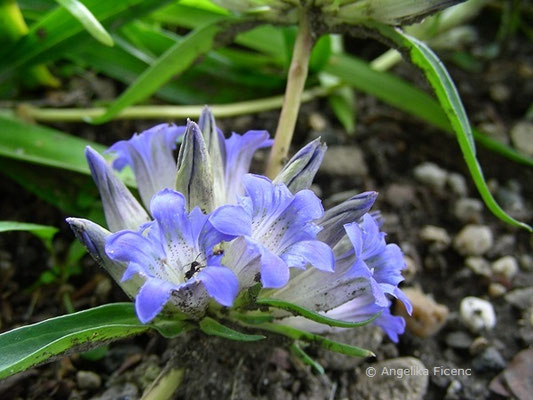 Gentiana dahurica - Dahurischer Enzian,   © Mag. Angelika Ficenc