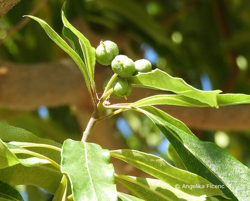 Pittosporum undulatum, Laubblätter und unreife Früchte  © Mag. Angelika Ficenc