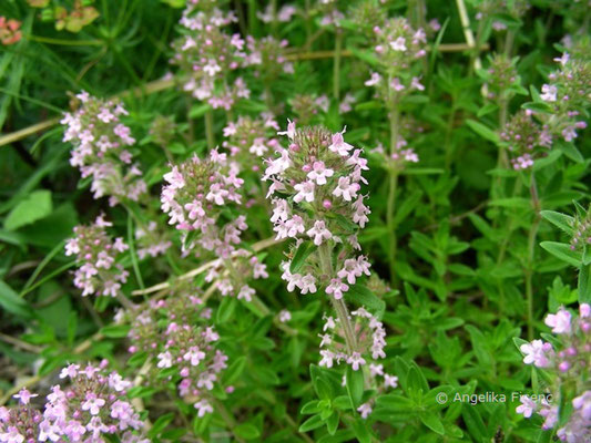 Thymus pannonicus - Steppen Thymian  © Mag. Angelika Ficenc