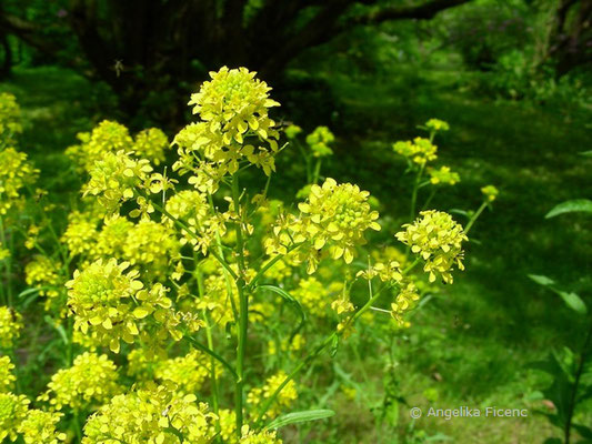 Sisymbrium austriacum - Österreichische Rauke  © Mag. Angelika Ficenc