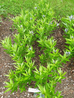 Amsonia tabernaemontana - Amsonie, Habitus  © Mag. Angelika Ficenc