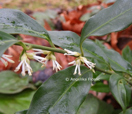 Sarcococca confusa  © Mag. Angelika Ficenc