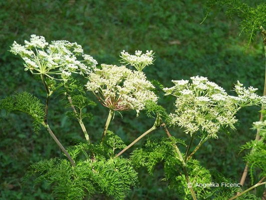 Selinum wallichianum - Kaschmirdolde, Blütendolden