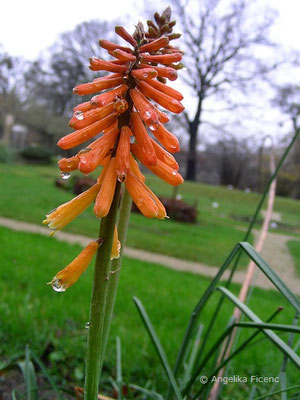 Kniphofia galpinii - Galpin Fackellilie  © Mag. Angelika Ficenc