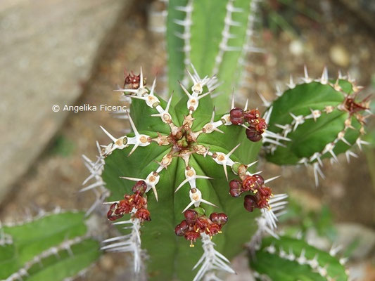 Euphorbia echinus   © Mag. Angelika Ficenc