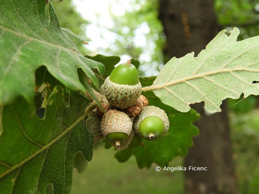 Quercus pubescens    © Mag. Angelika Ficenc