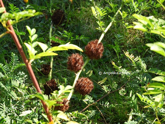 Glycyrrhiza echinata  © Mag. Angelika Ficenc