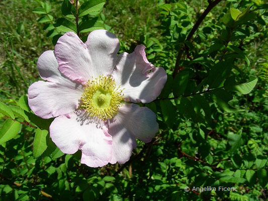 Rosa roxburghii - Igelrose, Blüte  © Mag. Angelika Ficenc