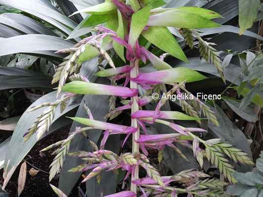 Tilandsia australis  © Mag. Angelika Ficenc