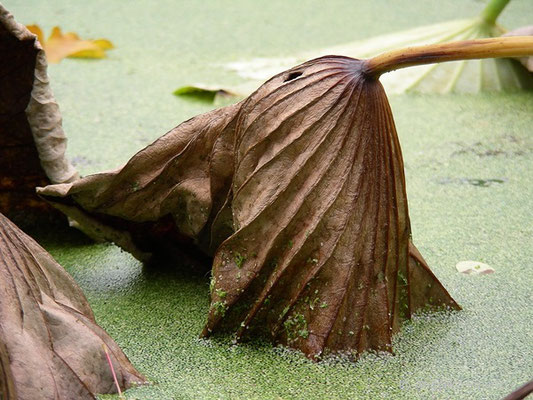 Nelumbo nucifera - Indische Lotusblume  © Mag. Angelika Ficenc