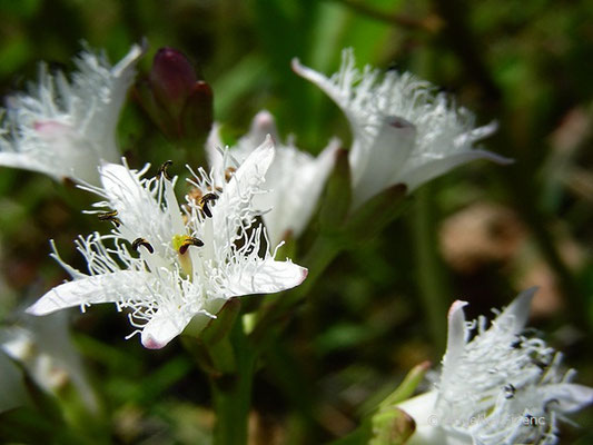 Menyanthes trifolia - Fieberklee  © Mag. Angelika Ficenc