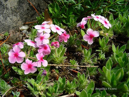 Androsace sarmetosa - Mannsschild  © Mag. Angelika Ficenc