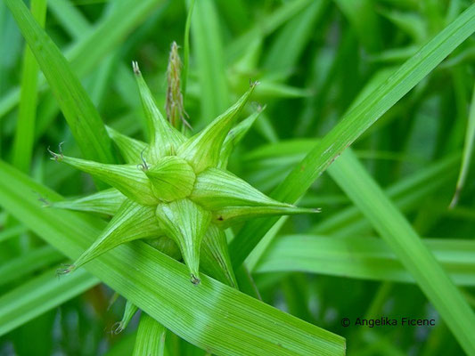 Carex grayi - Morgenstern Segge  © Mag. Angelika Ficenc