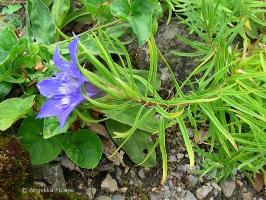 Gentiana paradoxa © Mag. Angelika Ficenc