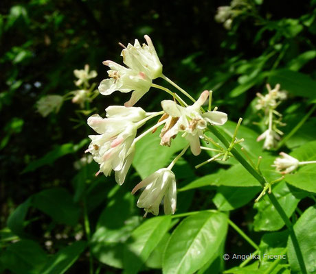 taphylea colchica - Kolchische Pimpernuss  © Mag. Angelika Ficenc