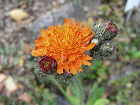 Hieracium auranthiacum - Orangerotes Habichtskraut  © Mag. Angelika Ficenc