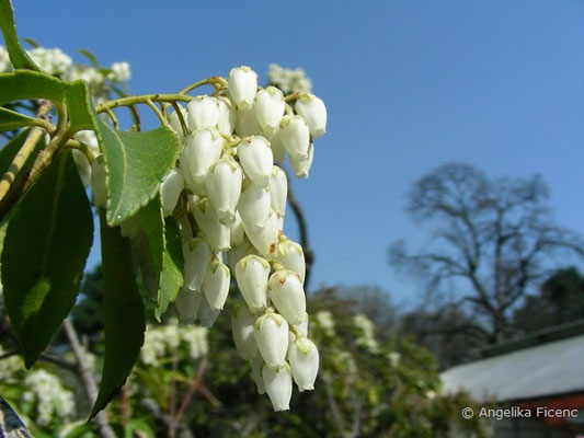 Pieris japonica - Lavendlheide  © Mag. Angelika Ficenc