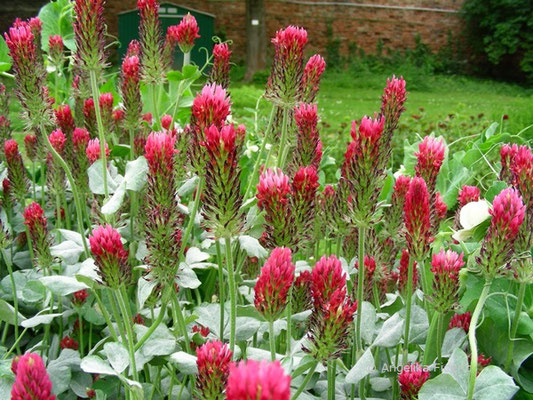 Trifolium rubens - Fuchsklee   © Mag. Angelika Ficenc