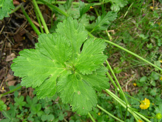 Ranunculus acris "Multiplex" - Laubblatt  © Mag. Angelika Ficenc