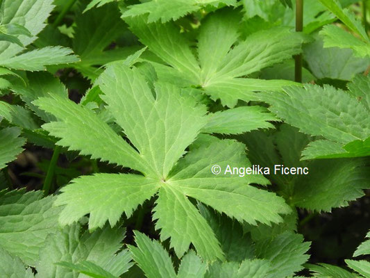 Astrantia major - Große Sterndolde  © Mag. Angelika Ficenc