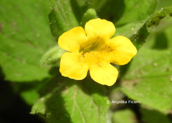 Mimulus moschatus, Blüte  © Mag. Angelika Ficenc