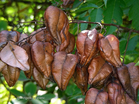 Koeleuteria paniculata - Rispiger Blasenbaum  © Mag. Angelika Ficenc