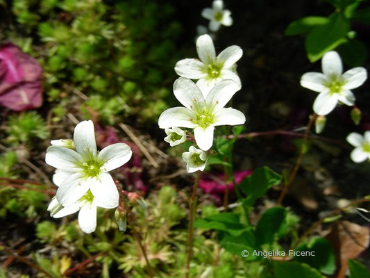 Saxifraga sponhemiva - Rheinischer Steinbrech  © Mag. Angelika Ficenc