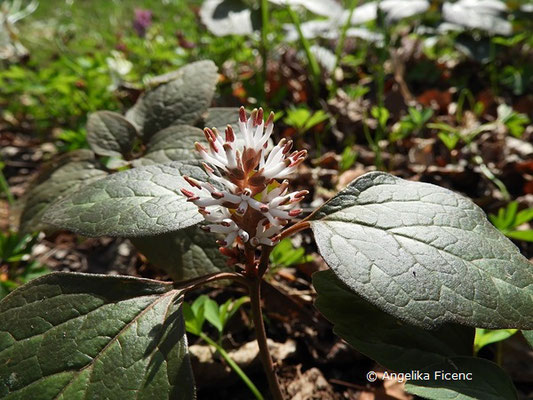 Pachysandra procumbens - Amerikanischer Ysander  © Mag. Angelika Ficenc