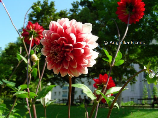 Dahlia "Aachener Karbeval"   © Mag. Angelika Ficenc