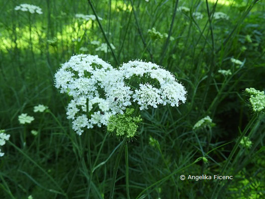 Oenanthe pimpinelloides  © Mag. Angelika Ficenc