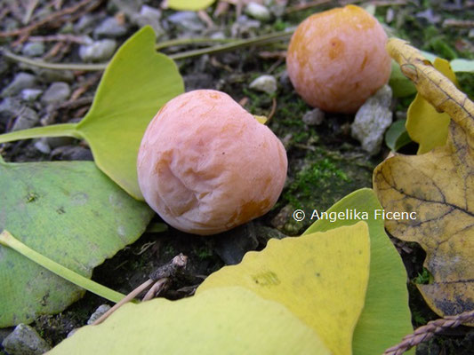 Ginkgo biloba © Mag. Angelika Ficenc