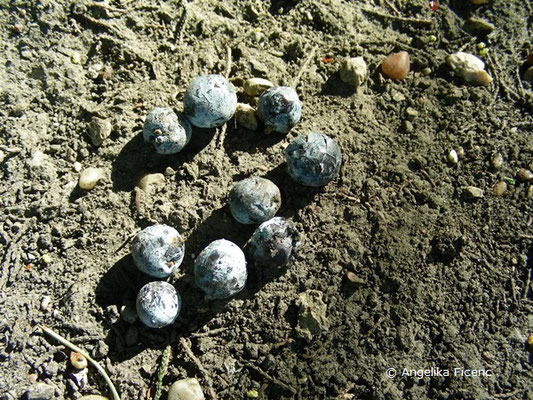 Juniperus excelsa - Kleinasiatischer Baum-Wacholder  © Mag. Angelika Ficenc