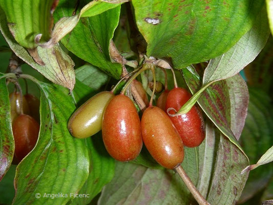 Cornus officinalis,    © Mag. Angelika Ficenc