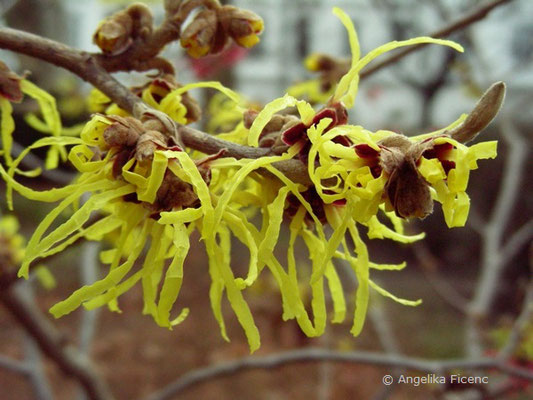 Hamamelis virginiana - Virginische Zaubernuss  © Mag. Angelika Ficenc