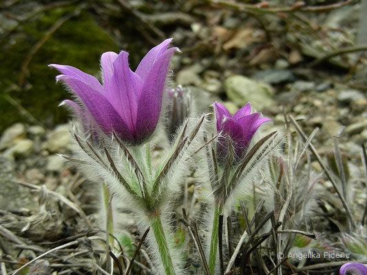 Pulsatilla styriaca - Steirische Kuhschelle  © Mag. Angelika Ficenc