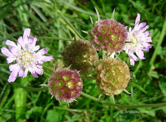 Lomelosia graminifolia - Südalpen Grasskabiose  © Mag. Angelika Ficenc