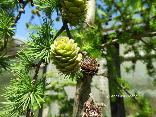 Larix decidua © Mag. Angelika Ficenc