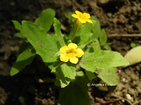 Mimulus moschatus, Habitus  © Mag. Angelika Ficenc