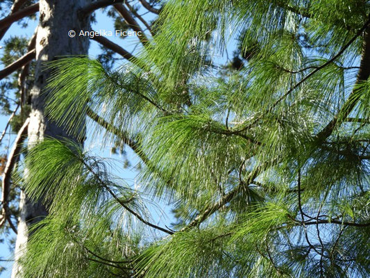 Pinus wallichiana  © Mag. Angelika Ficenc