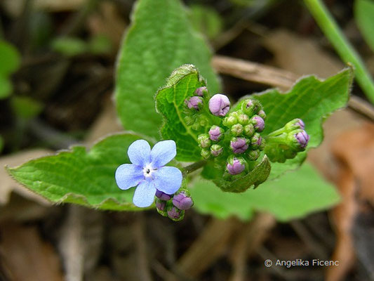 Brunnera macrophylla - Kaukasusvergissmeinnicht,   © Mag. Angelika Ficenc