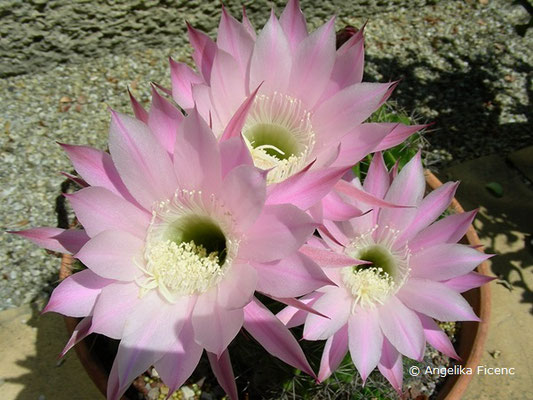 Echinopsis eyriesii, Blüte  © Mag. Angelika Ficenc