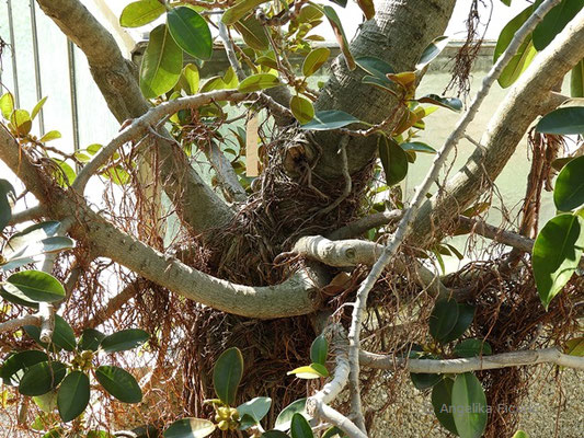 Ficus rubiginosa - Rost Feige  © Mag. Angelika Ficenc