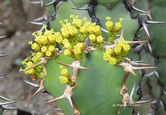Euphorbia caerulescens © Mag. Angelika Ficenc