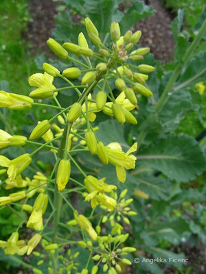 Brassica oleraceae var. sylvestris  © Mag. Angelika Ficenc