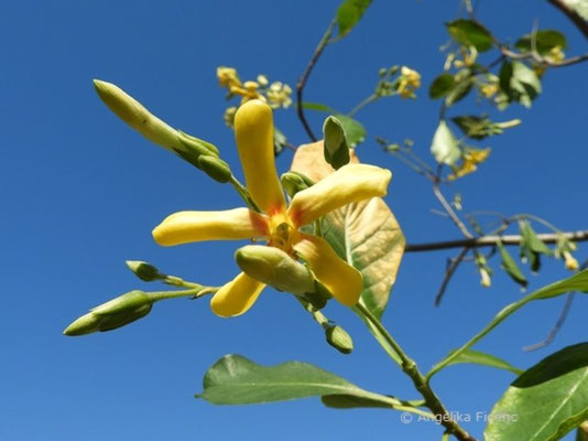 Hymenosporum flavum - Hautsamenbaum,   © Mag. Angelika Ficenc