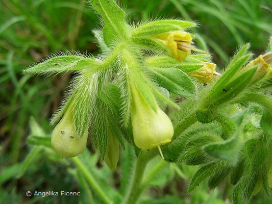 Omosma arenaria - Sand Lotwurz  © Mag. Angelika Ficenc