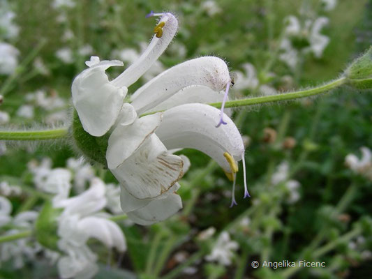 Lamium argenta - Silbersalbei,Blütenquirl  © Mag. Angelika Ficenc