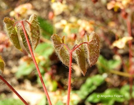 Epimedium pinnatum subsp. colchicum - Gefiederte Elfenblume  © Mag. Angelika Ficenc